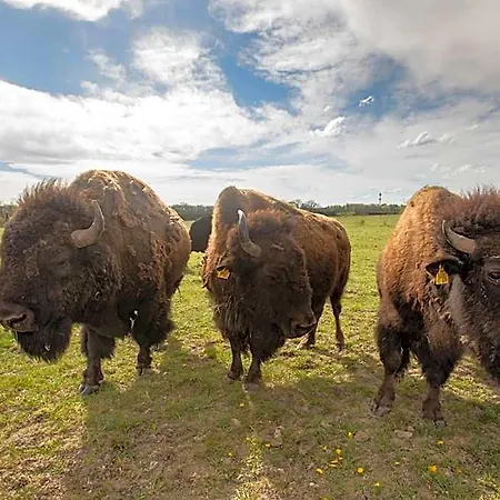 Hotell Safari - Bison *