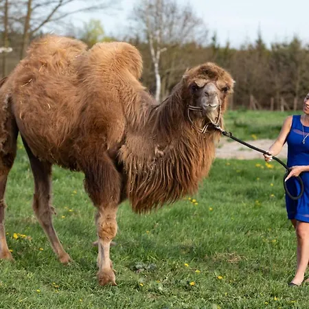 Safari - Bison Hotel Borovany (Ceske Budejovice)