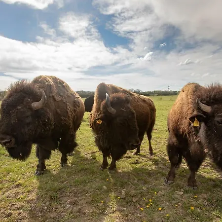 Safari - Bison Borovany (Ceske Budejovice)