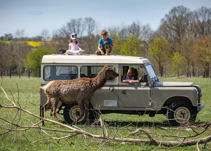 Safari - Bison * Borovany (Ceske Budejovice)